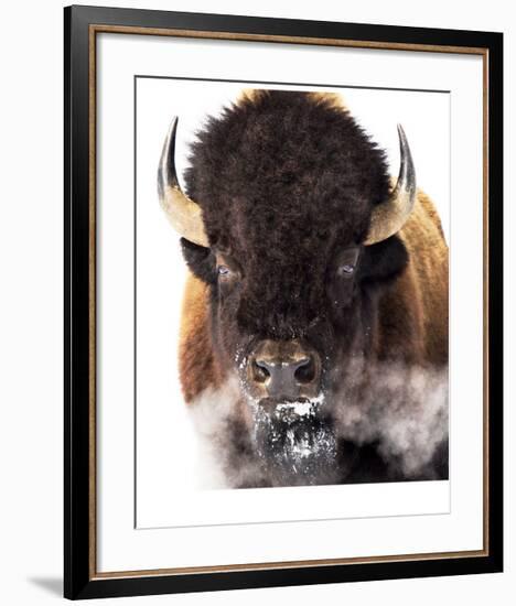 Yellowstone Bison-Jason Savage-Framed Giclee Print