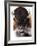 Yellowstone Bison-Jason Savage-Framed Giclee Print