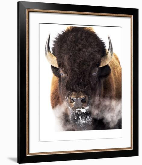 Yellowstone Bison-Jason Savage-Framed Giclee Print