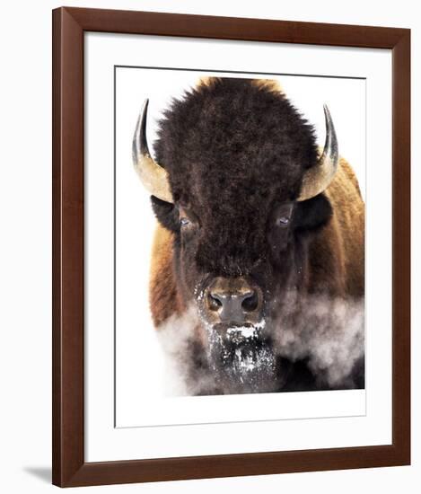 Yellowstone Bison-Jason Savage-Framed Giclee Print