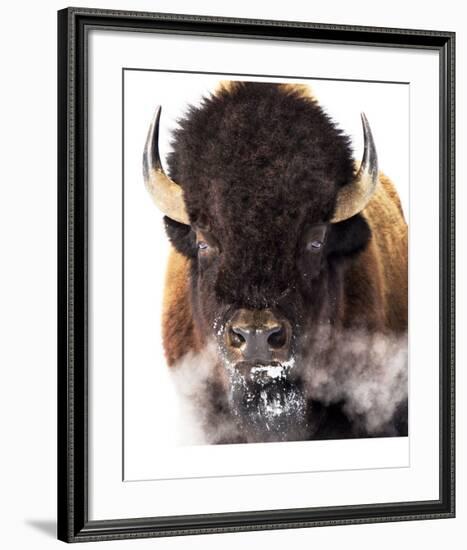 Yellowstone Bison-Jason Savage-Framed Giclee Print