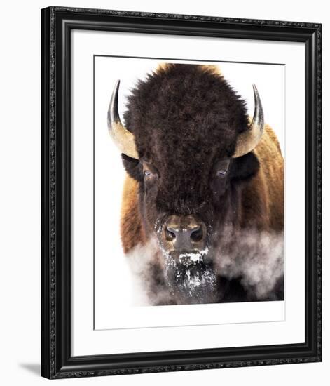 Yellowstone Bison-Jason Savage-Framed Giclee Print