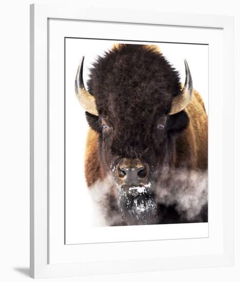 Yellowstone Bison-Jason Savage-Framed Giclee Print