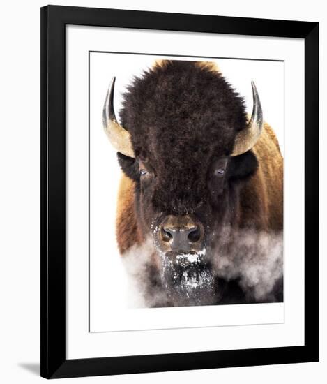 Yellowstone Bison-Jason Savage-Framed Giclee Print