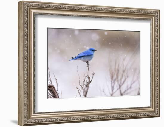 Yellowstone Bluebird-Jason Savage-Framed Art Print