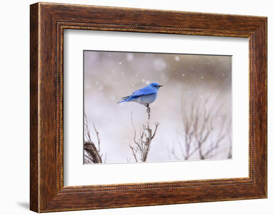 Yellowstone Bluebird-Jason Savage-Framed Art Print