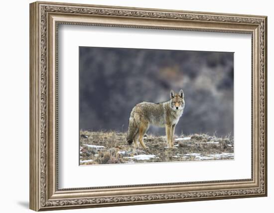 Yellowstone Coyote-Jason Savage-Framed Art Print