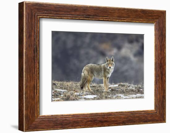 Yellowstone Coyote-Jason Savage-Framed Art Print