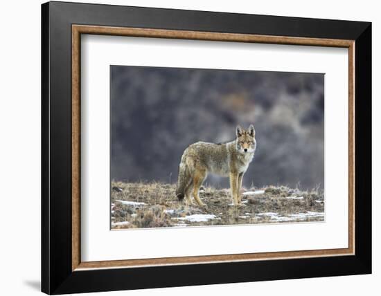 Yellowstone Coyote-Jason Savage-Framed Art Print