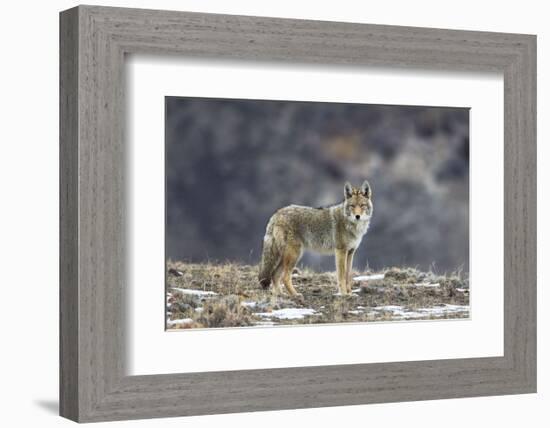 Yellowstone Coyote-Jason Savage-Framed Art Print