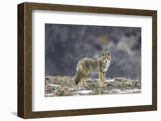 Yellowstone Coyote-Jason Savage-Framed Art Print