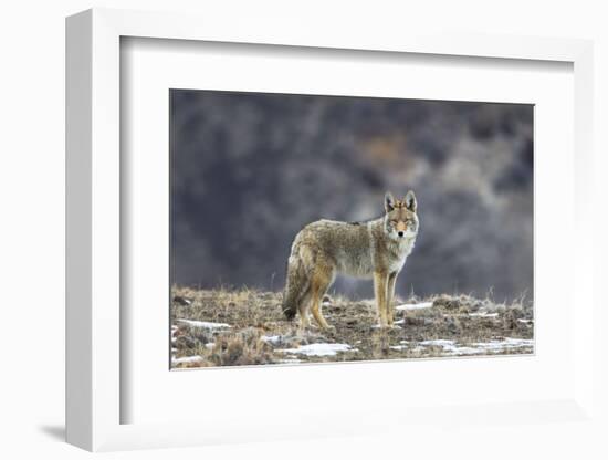 Yellowstone Coyote-Jason Savage-Framed Art Print