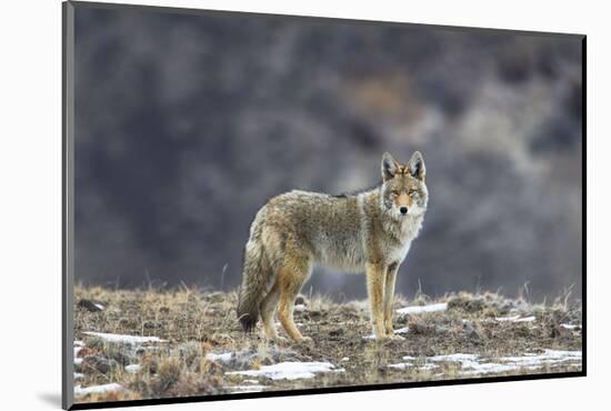 Yellowstone Coyote-Jason Savage-Mounted Art Print