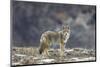 Yellowstone Coyote-Jason Savage-Mounted Art Print