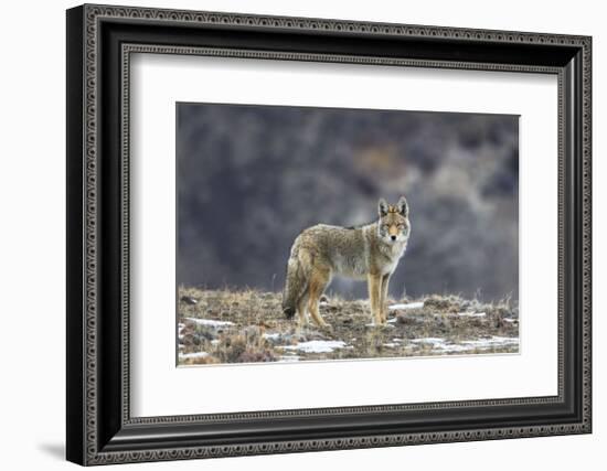 Yellowstone Coyote-Jason Savage-Framed Giclee Print