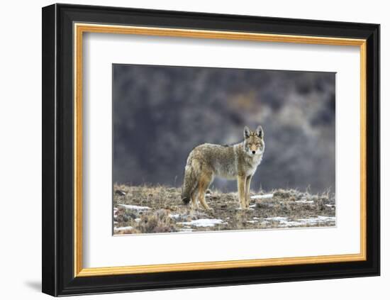 Yellowstone Coyote-Jason Savage-Framed Giclee Print