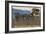 Yellowstone Horse-Drawn Charabanc-null-Framed Art Print