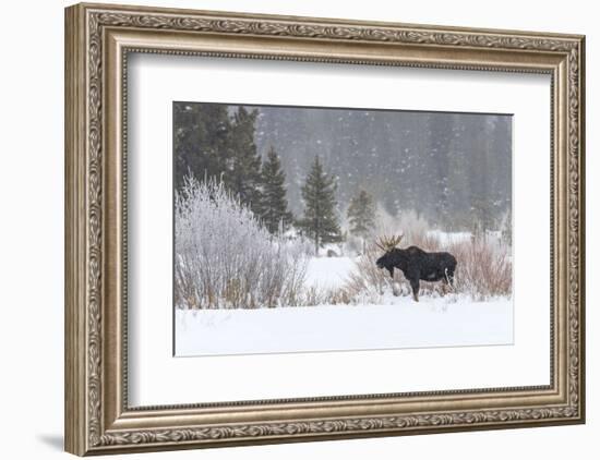Yellowstone Moose-Jason Savage-Framed Art Print