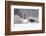 Yellowstone Moose-Jason Savage-Framed Art Print