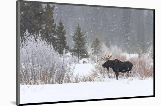 Yellowstone Moose-Jason Savage-Mounted Art Print