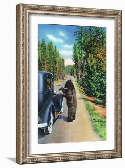 Yellowstone Nat'l Park, Wyoming - Bear Begging by a Car-Lantern Press-Framed Art Print