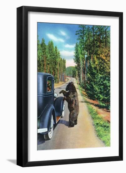 Yellowstone Nat'l Park, Wyoming - Bear Begging by a Car-Lantern Press-Framed Art Print