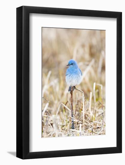 Yellowstone National Park. A bluebird spends time in the dead grasses in early spring-Ellen Goff-Framed Photographic Print