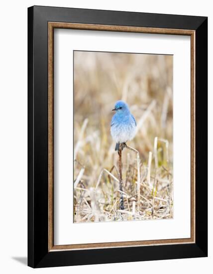 Yellowstone National Park. A bluebird spends time in the dead grasses in early spring-Ellen Goff-Framed Photographic Print