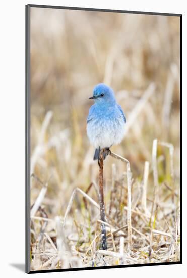 Yellowstone National Park. A bluebird spends time in the dead grasses in early spring-Ellen Goff-Mounted Photographic Print