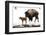 Yellowstone National Park. A female bison feeds while her new born calf shivers in the spring snow.-Ellen Goff-Framed Photographic Print
