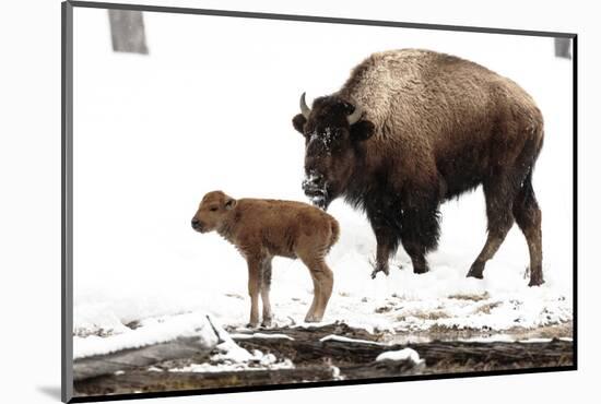 Yellowstone National Park. A female bison feeds while her new born calf shivers in the spring snow.-Ellen Goff-Mounted Photographic Print