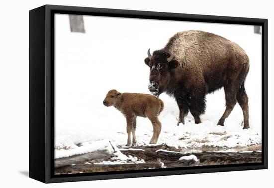 Yellowstone National Park. A female bison feeds while her new born calf shivers in the spring snow.-Ellen Goff-Framed Premier Image Canvas