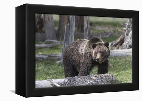 Yellowstone National Park, a grizzly bear walking through a stand of trees.-Ellen Goff-Framed Premier Image Canvas