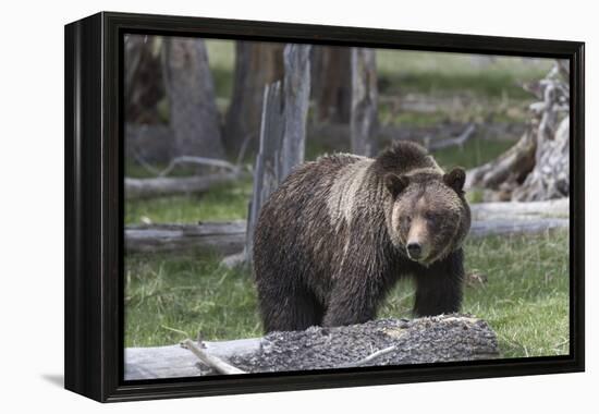 Yellowstone National Park, a grizzly bear walking through a stand of trees.-Ellen Goff-Framed Premier Image Canvas