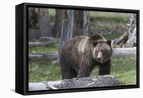 Yellowstone National Park, a grizzly bear walking through a stand of trees.-Ellen Goff-Framed Premier Image Canvas