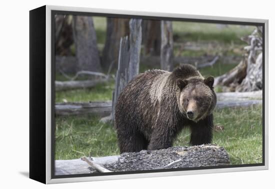 Yellowstone National Park, a grizzly bear walking through a stand of trees.-Ellen Goff-Framed Premier Image Canvas