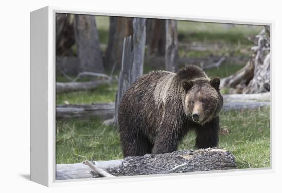 Yellowstone National Park, a grizzly bear walking through a stand of trees.-Ellen Goff-Framed Premier Image Canvas