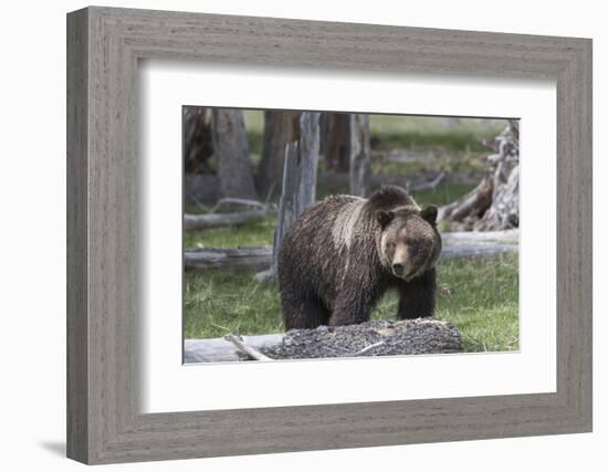 Yellowstone National Park, a grizzly bear walking through a stand of trees.-Ellen Goff-Framed Photographic Print