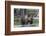 Yellowstone National Park, a grizzly bear walking through a stand of trees.-Ellen Goff-Framed Photographic Print