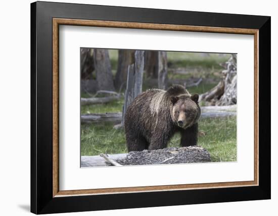 Yellowstone National Park, a grizzly bear walking through a stand of trees.-Ellen Goff-Framed Photographic Print