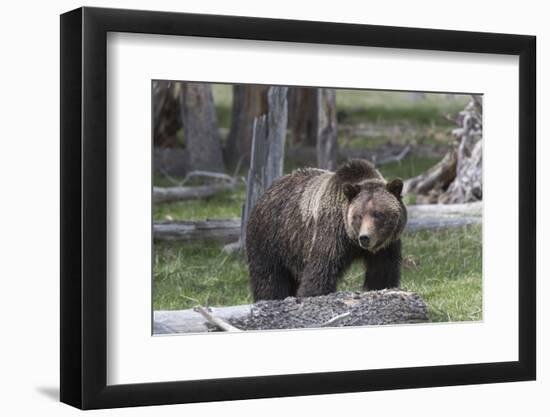 Yellowstone National Park, a grizzly bear walking through a stand of trees.-Ellen Goff-Framed Photographic Print