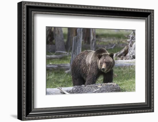 Yellowstone National Park, a grizzly bear walking through a stand of trees.-Ellen Goff-Framed Photographic Print