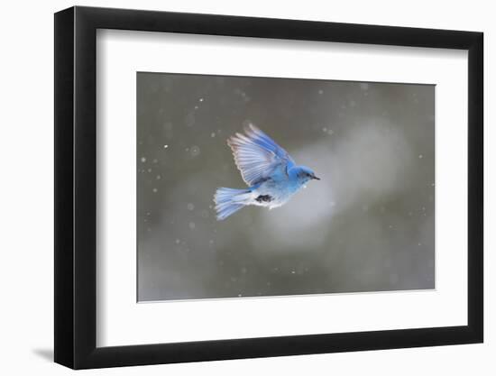 Yellowstone National Park. A male mountain bluebird hovers above a stream in a snowstorm-Ellen Goff-Framed Photographic Print