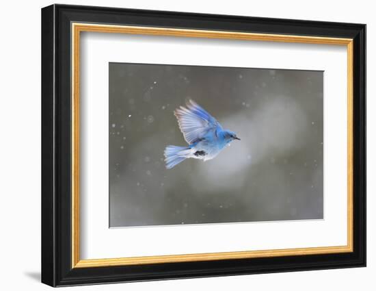 Yellowstone National Park. A male mountain bluebird hovers above a stream in a snowstorm-Ellen Goff-Framed Photographic Print