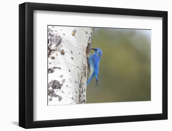 Yellowstone National Park, a male mountain bluebird perching at its nest hole.-Ellen Goff-Framed Photographic Print