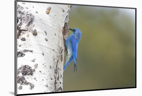 Yellowstone National Park, a male mountain bluebird perching at its nest hole.-Ellen Goff-Mounted Photographic Print