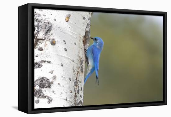 Yellowstone National Park, a male mountain bluebird perching at its nest hole.-Ellen Goff-Framed Premier Image Canvas