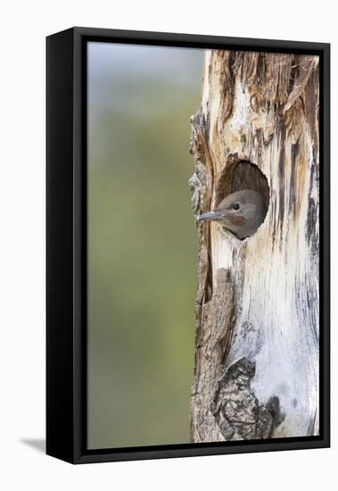 Yellowstone National Park, a young northern flicker peeks out of its nest hole.-Ellen Goff-Framed Premier Image Canvas