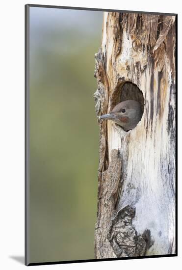 Yellowstone National Park, a young northern flicker peeks out of its nest hole.-Ellen Goff-Mounted Photographic Print