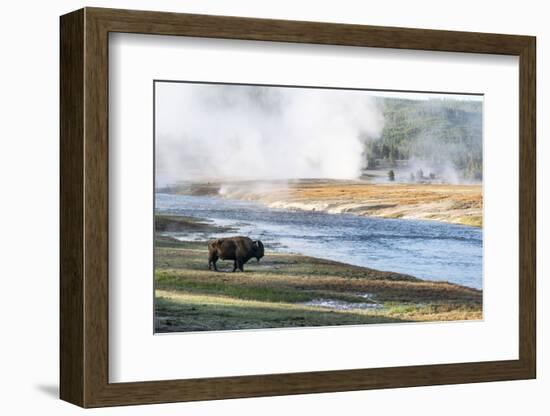 Yellowstone National Park. An American bison bull stands next to the Firehole River-Ellen Goff-Framed Photographic Print